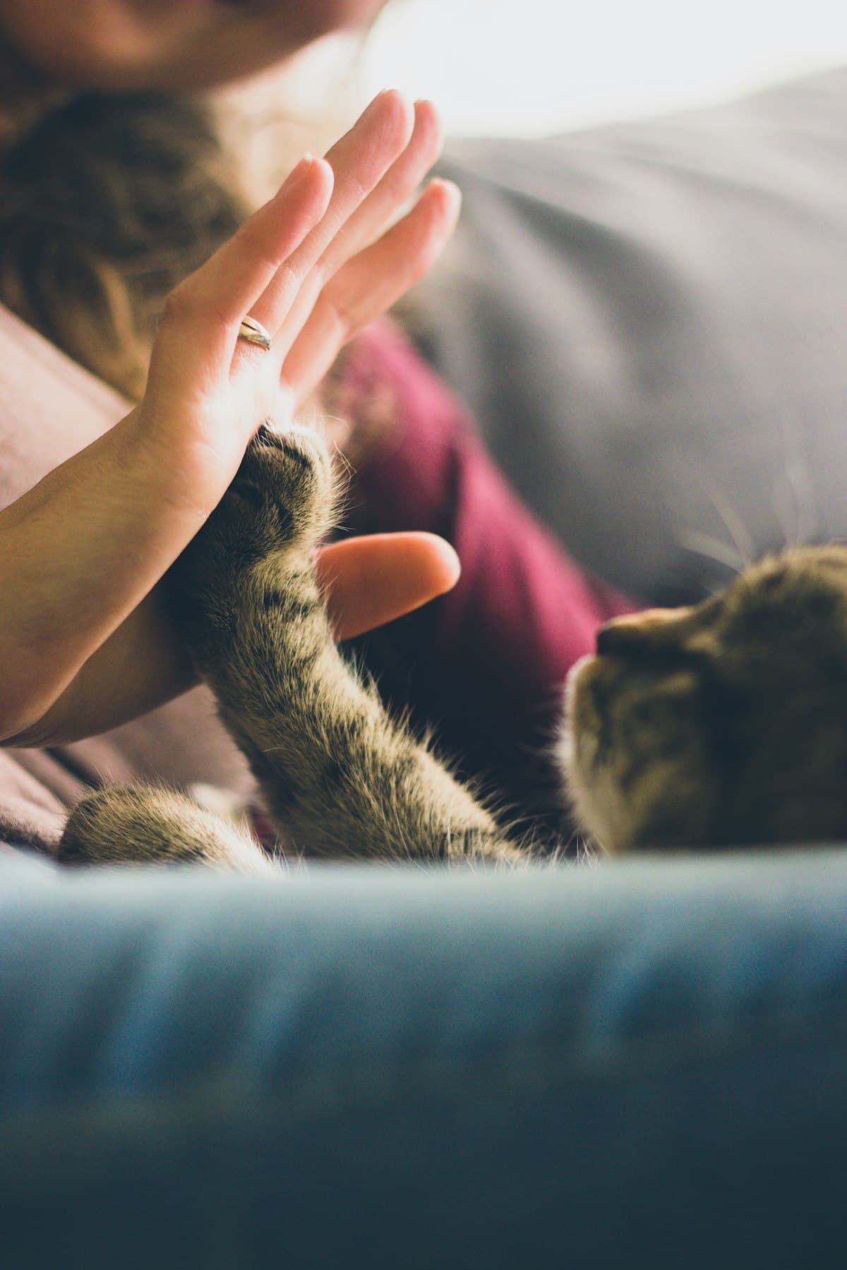 Veterinarian caring for a pet in clinic